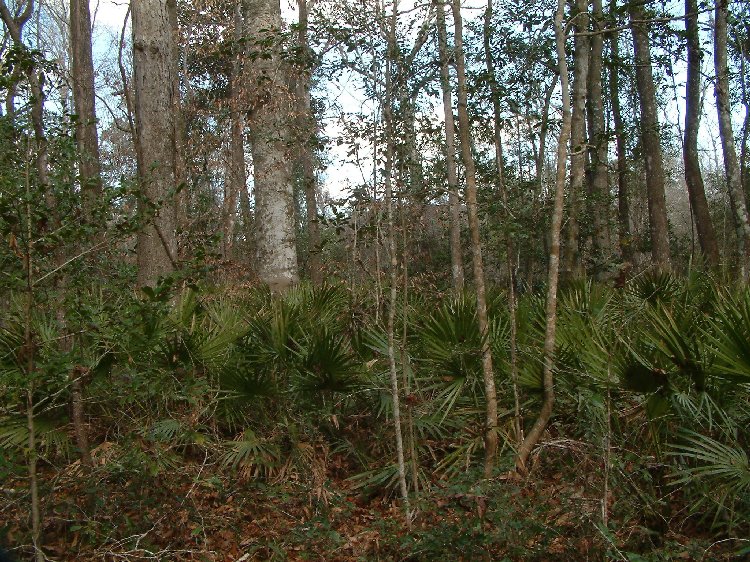 Dense saw palmetto (Serenoa repens) understory beneath a Florida oak canopy — representative of the kind of waist-high palmetto thicket DesVergers pushed through on the night of the encounter, photographed at a different Florida location, not the actual 1952 site